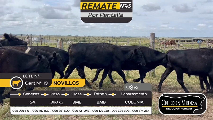 Lote 24 Novillos en Otra Localidad, Colonia