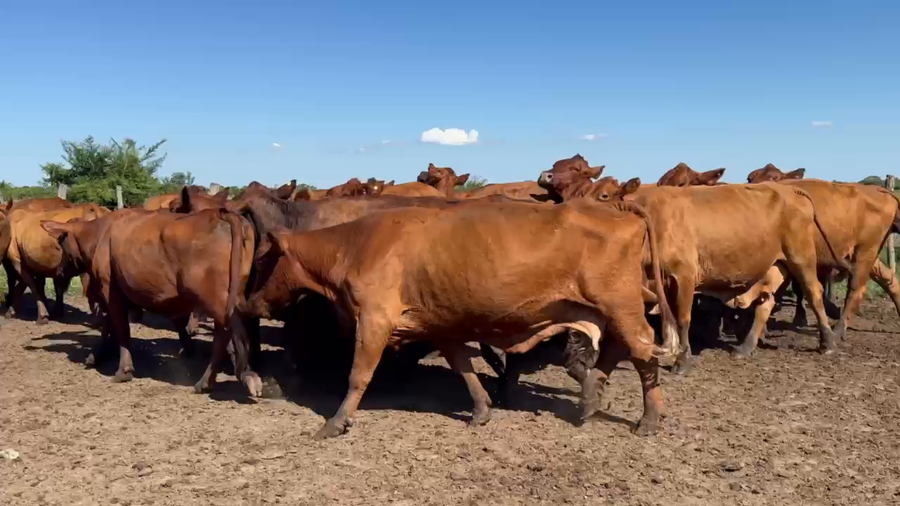 Lote 35 Vacas de invernar en Corrientes, San Roque