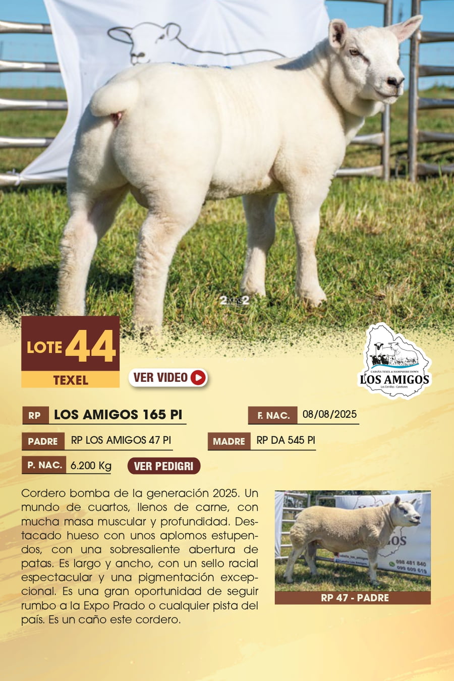 Lote 44 - TEXEL