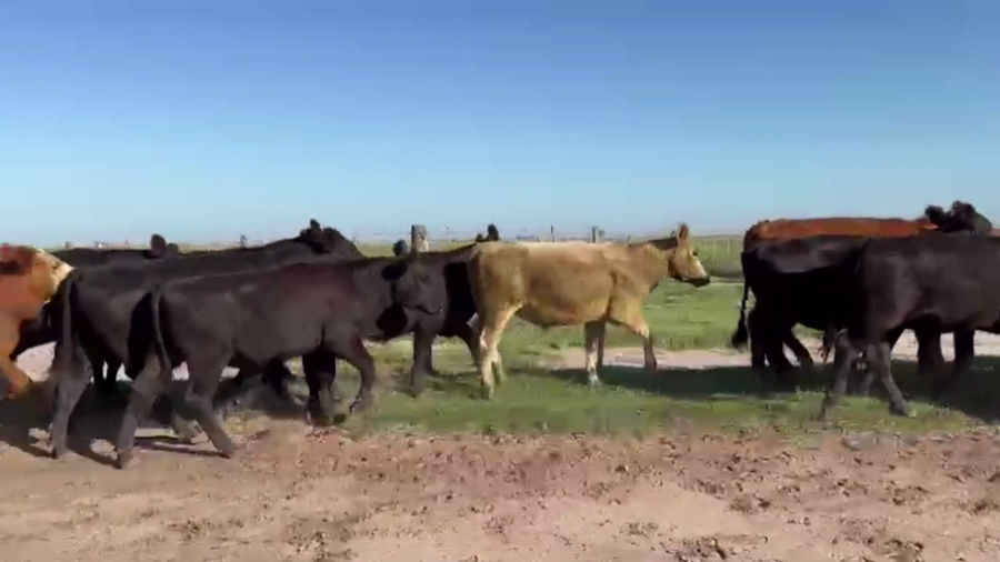 Lote 28 NOVILLITOS, PEHUAJO, PCIA. DE BS. AS.