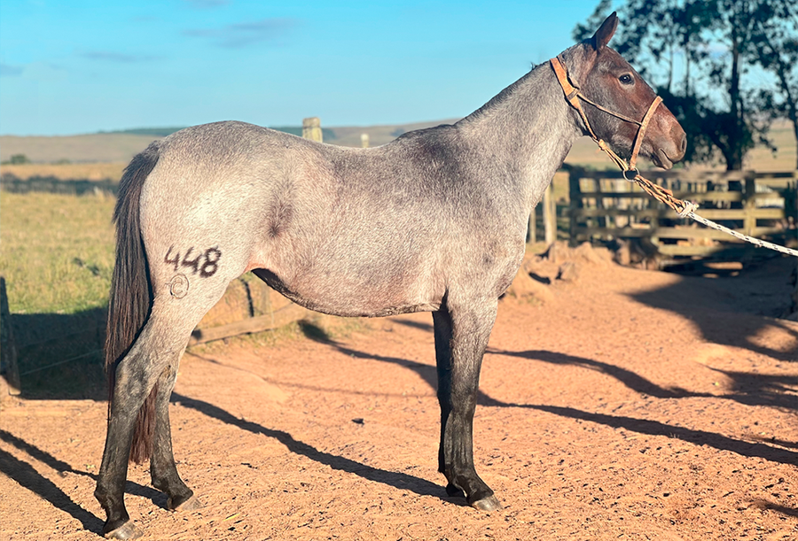Lote PROMETIDA DEL CEIBAL
