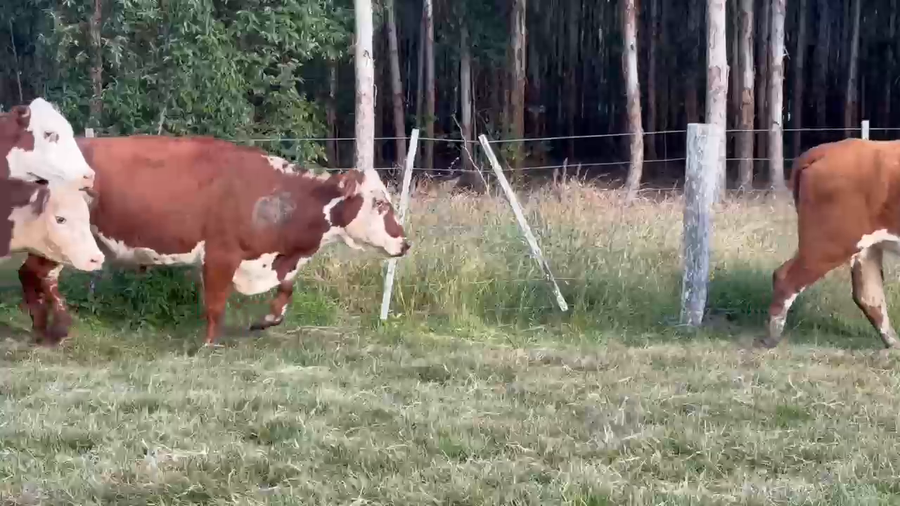 Lote 55 Vacas de invernar