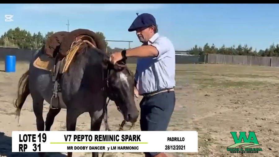 Lote V7 PEPTO REMINIC SPARK