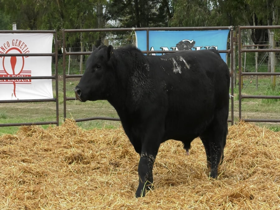 Lote TOROS ANGUS NEGROS PC