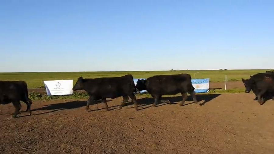 Lote 15 VAQUILLONAS ANGUS MAS