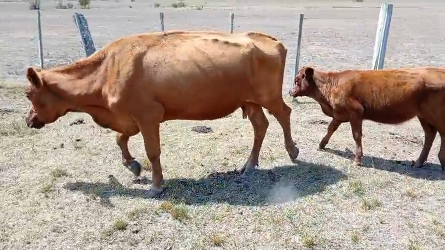Lote 12 Piezas de cría