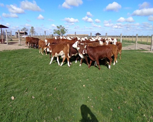 Lote 70 Terneras en Chavarría, Corrientes