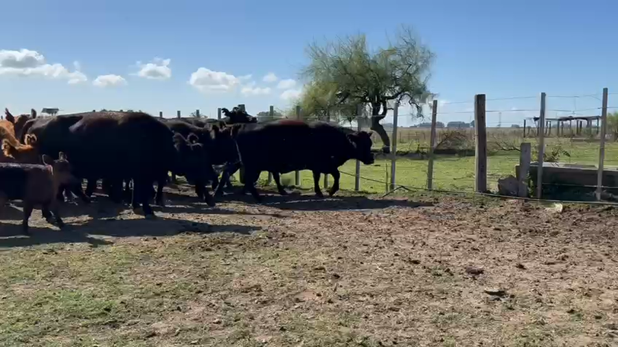 Lote 28 AL CORTE. NUEVAS