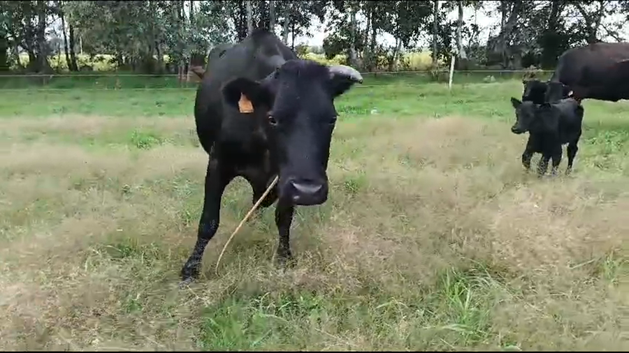 Lote 6 Terneros Cruzas a remate en Pantalla Camy en Cerro Negro