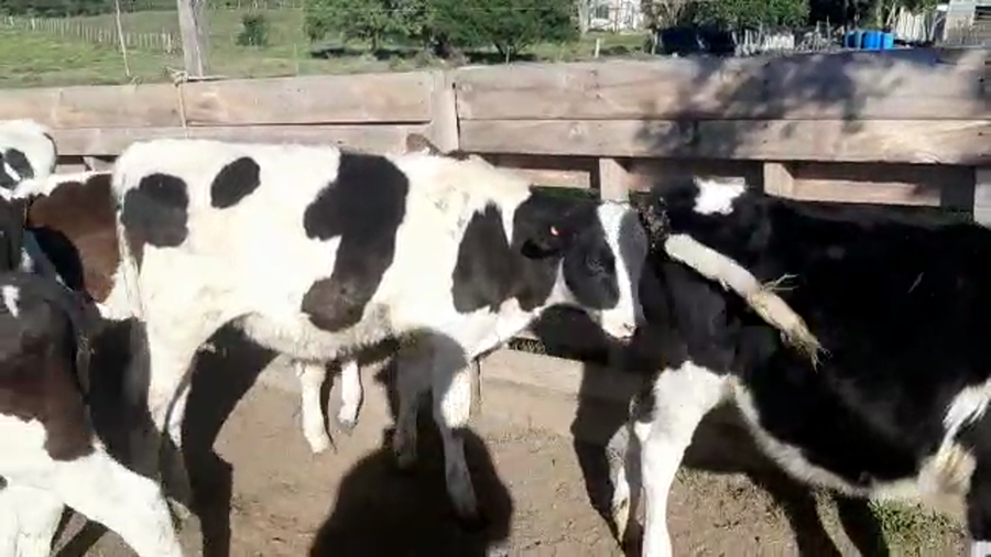 Lote (Vendido)8 Terneros HOLANDO a remate en Pantalla Camy Mayo - Desde La Cuenca 130kg - , San José