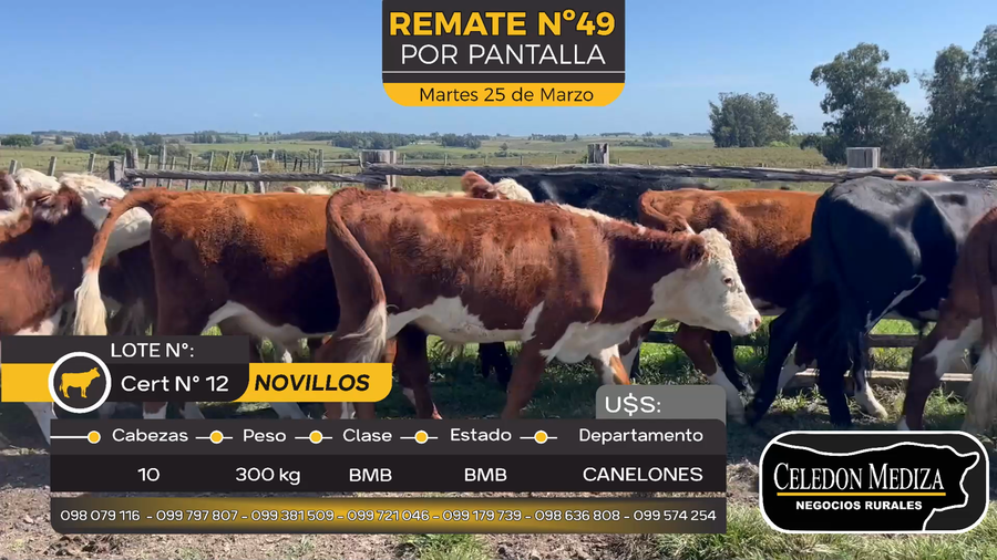 Lote 10 Novillos en Solis chico, Canelones