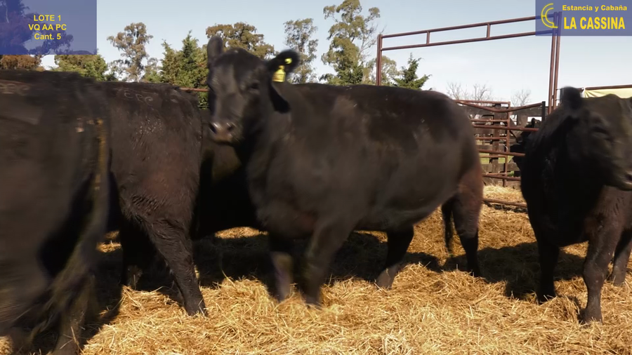 Lote VAQUILLONAS ANGUS PURO CONTROLADAS