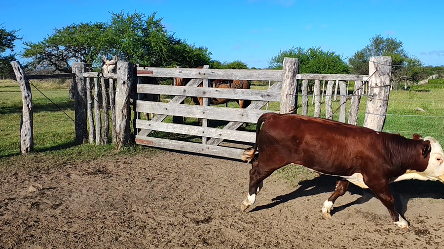 Lote 7 Terneros en Corrientes, Curuzu Cuatia