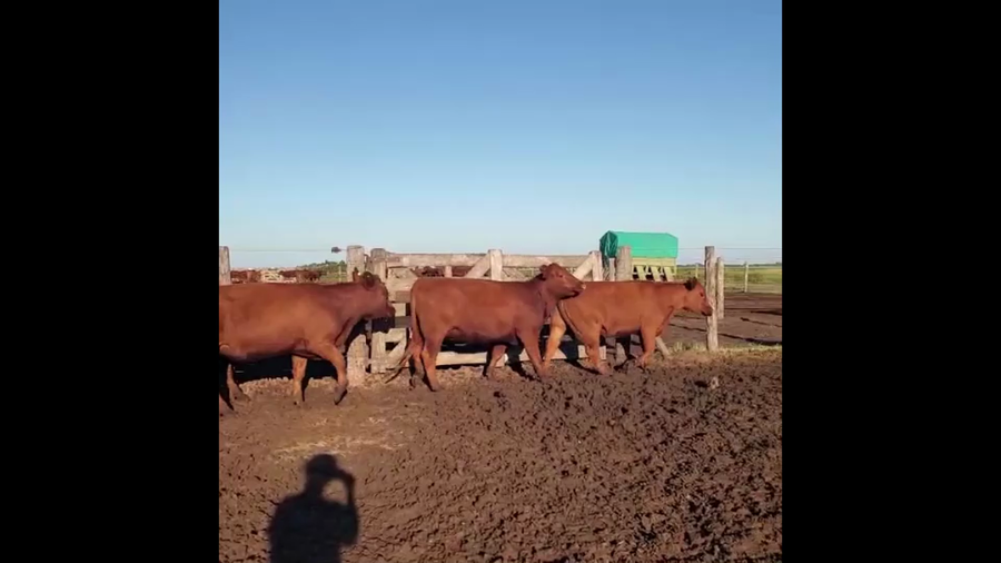 Lote 61 Vaquillonas Preñadas c/Gtia