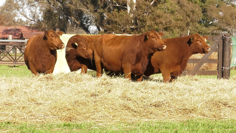 Lote VACAS SEGUNDA PARICION ANGUS PURO CONTROLADAS