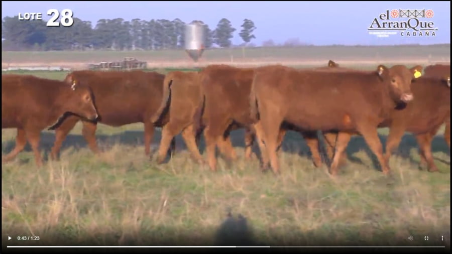 Lote 10 Vaquillonas Para Madre - Santa Anita, Entre Rios