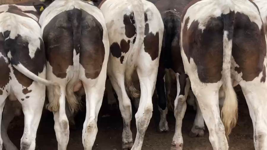 Lote 30 Novillo Gordo en Melipilla, Región Metropolitana