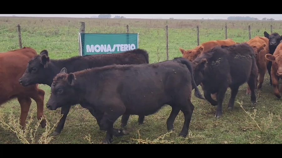 Lote 60 Terneras en Azul