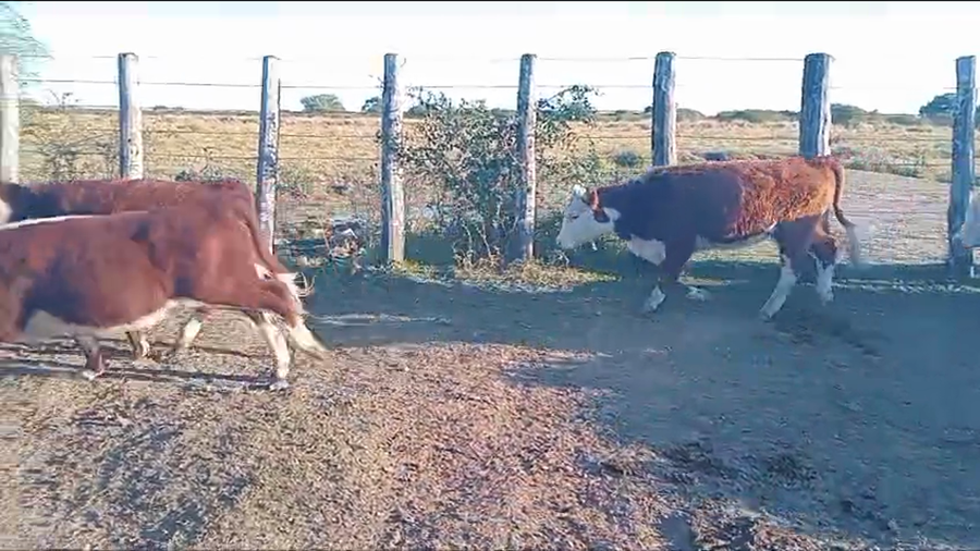 Lote 150 Terneros/as