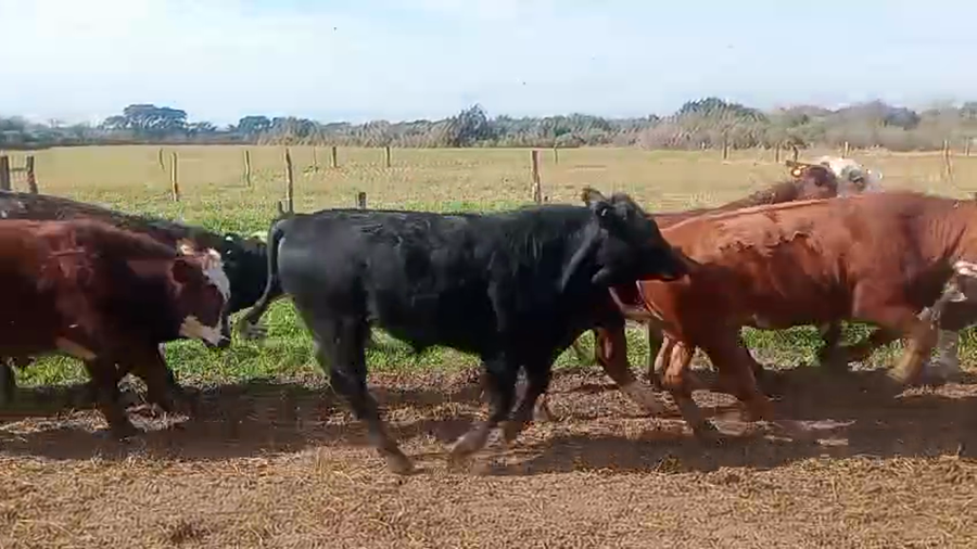 Lote 48 Novillitos