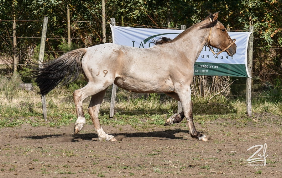 Lote Cuentera Ñaquiñá