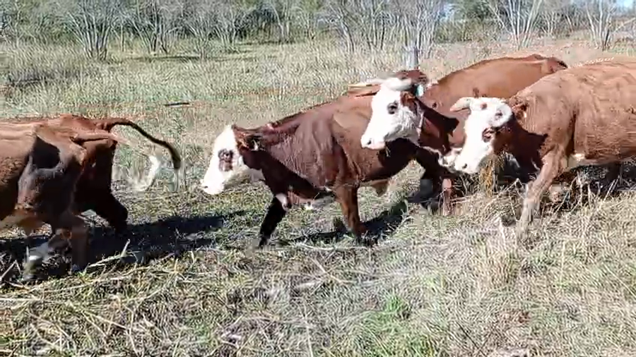 Lote 11 Vacas de invernar