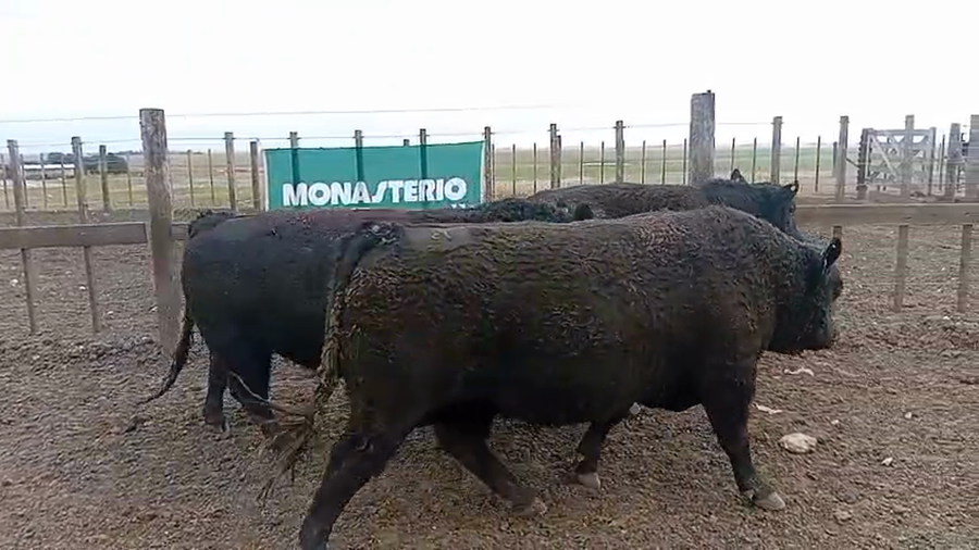Lote Toros