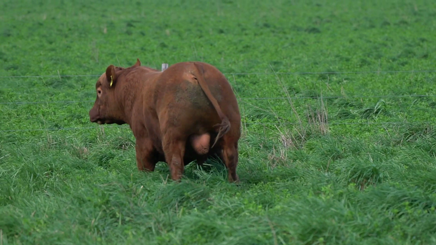 Lote TORO