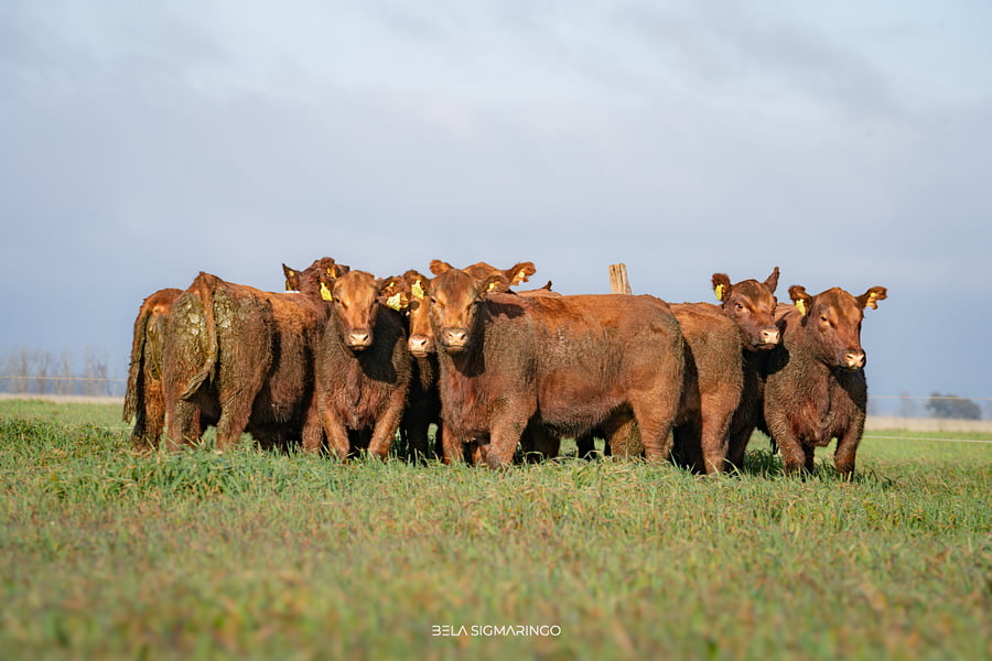Lote VAQUILLONAS  ANGUS COLORADAS PC PARA SERVICIO