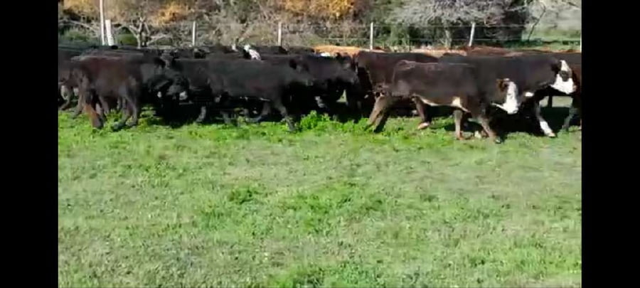 Lote 120 Terneros/as en Villaguay, Entre Ríos