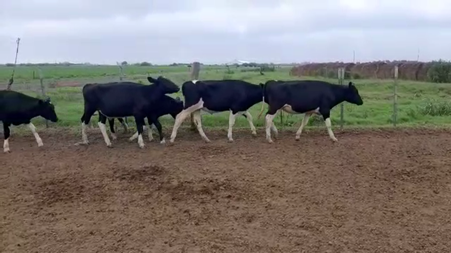 Lote 18 Terneros en Santa Fe, Tacural