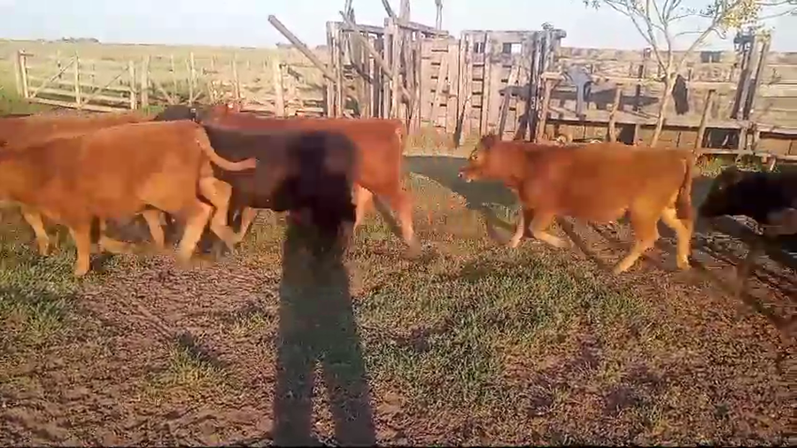 Lote 40 Terneros/as en Tapalque