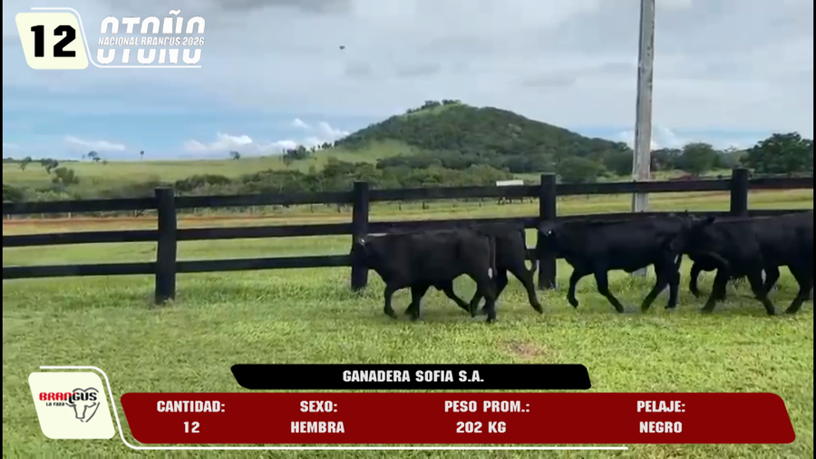 Lote LOTE 12