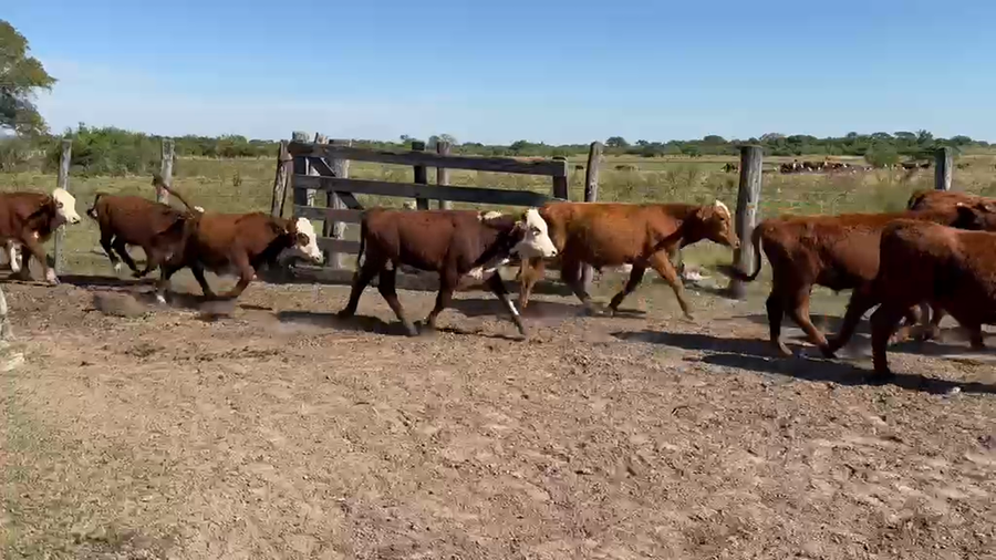 Lote 70 Terneros