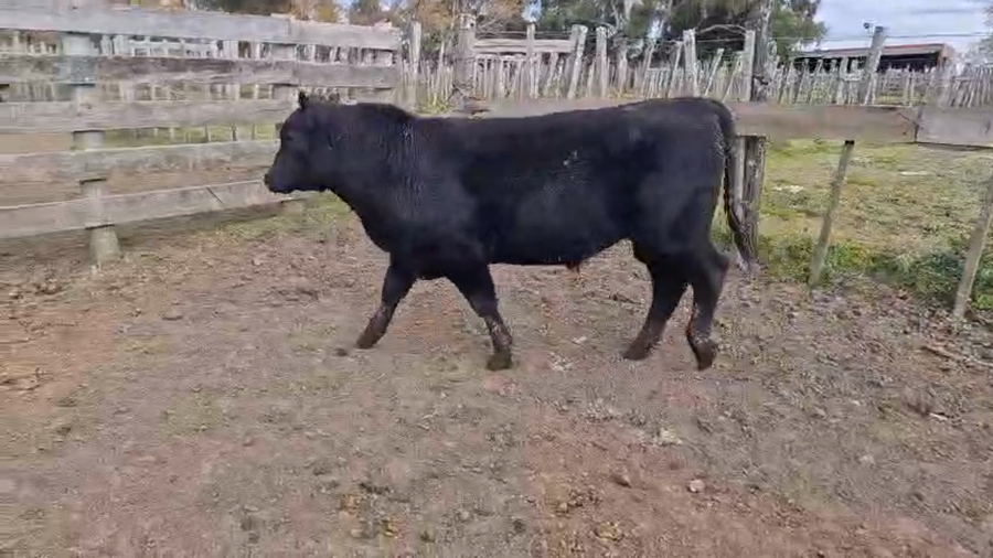Lote Toros a remate en Pantalla Camy 350kg - , San José