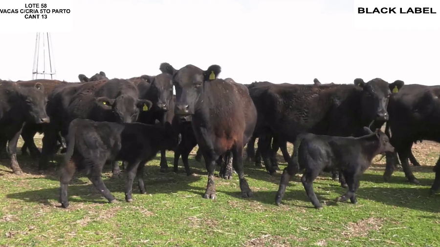 Lote VACAS CON CRIA BLACK LABEL