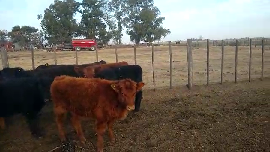 Lote 47 Terneros/as en Buenos Aires, Pehuajó