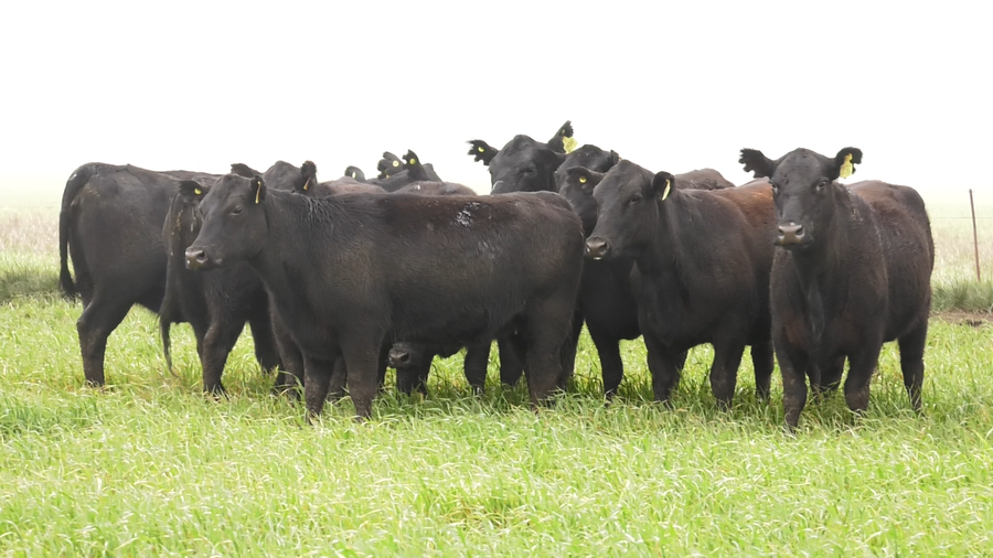 Lote VACAS  ANGUS NEGRAS P. CONTROLADAS C/ GTIA DE PREÑEZ