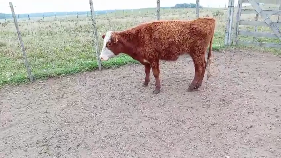 Lote 12 Terneros enteros en Cerro Largo, Plácido Rosas