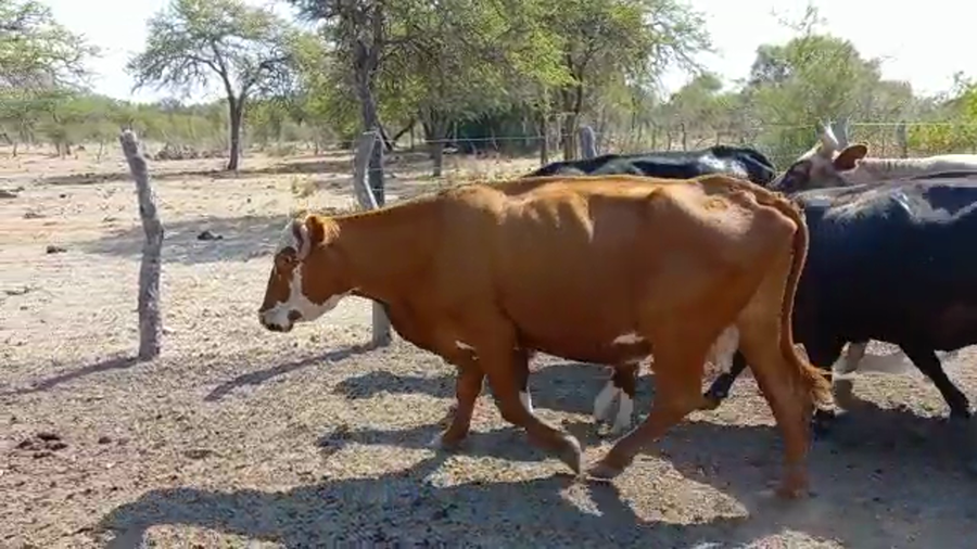 Lote 30 Vacas medio uso C/ cria en San José de Feliciano, Entre Ríos