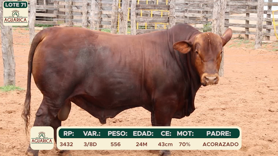 Lote LOTE 71