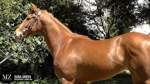 Lote DOÑA GREEN (GREENSPRING - DONNA DINA)