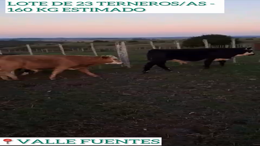 Lote 23 Terneros/as