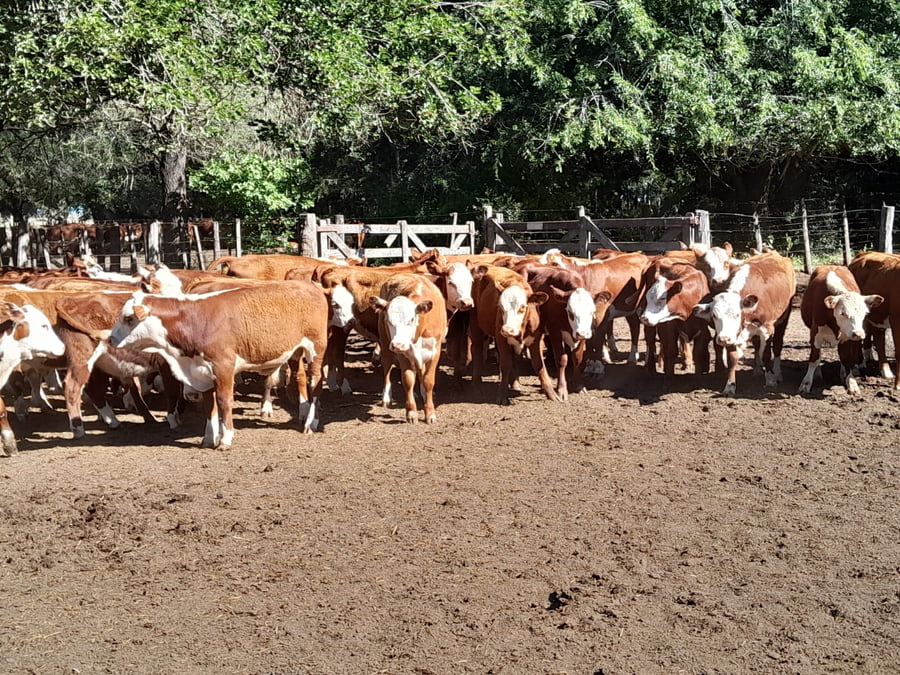 Lote 40 Terneros/as