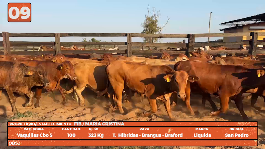 Lote LOTE 9