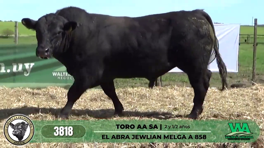 Lote TORO AA SA