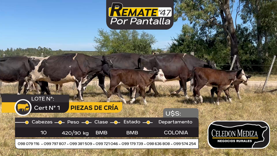 Lote 10 Piezas de cría en Otra Localidad, Colonia