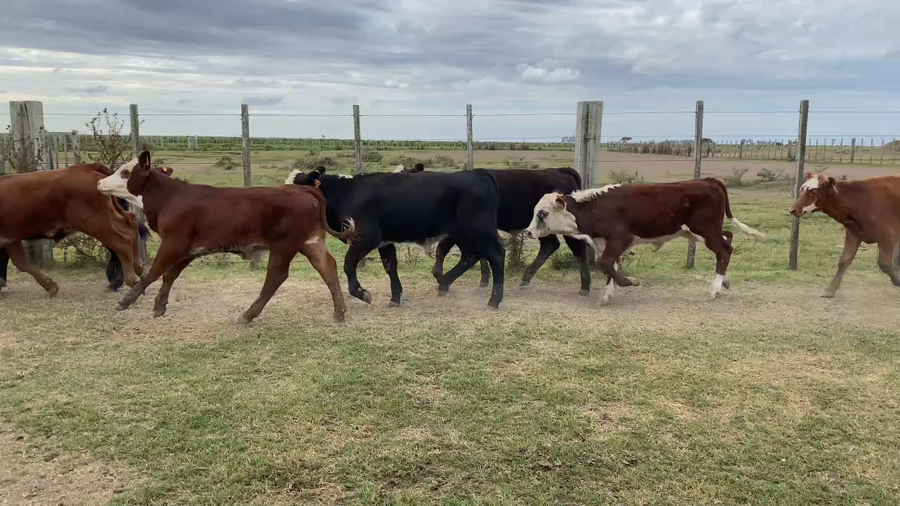 Lote 170 Terneros enteros en Treinta y Tres
