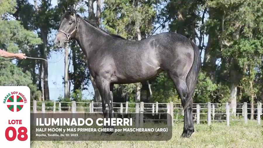 Lote ILUMINADO CHERRI