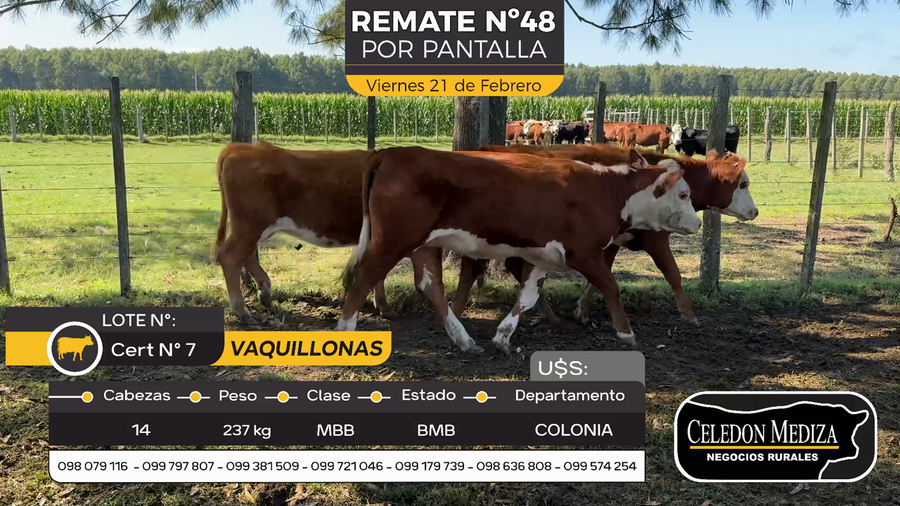 Lote 14 Vaquillonas  en Otra Localidad, Colonia